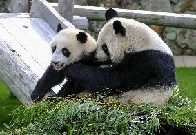 Giant pandas at western Japan zoo
