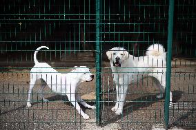 Abandoned Animals At The SPA - Vaux-le-Penil