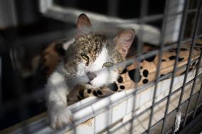 Abandoned Animals At The SPA - Vaux-le-Penil