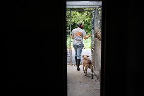 Abandoned Animals At The SPA - Vaux-le-Penil