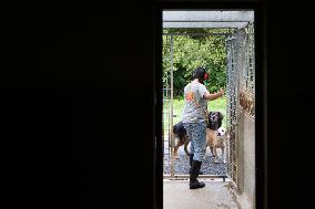 Abandoned Animals At The SPA - Vaux-le-Penil