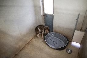 Abandoned Animals At The SPA - Vaux-le-Penil