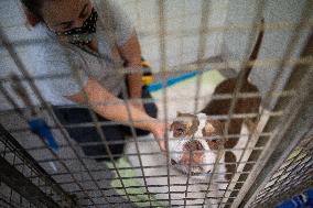 Abandoned Animals At The SPA - Vaux-le-Penil