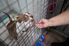 Abandoned Animals At The SPA - Vaux-le-Penil