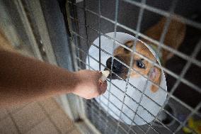 Abandoned Animals At The SPA - Vaux-le-Penil