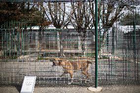 Abandoned Animals At The SPA - Vaux-le-Penil