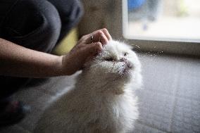 Abandoned Animals At The SPA - Vaux-le-Penil