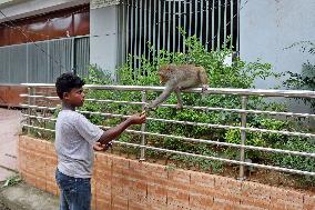 Primates That Live In Gandaria Are Attraction For Tourists - Bangladesh