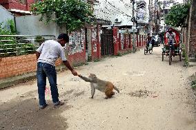 Primates That Live In Gandaria Are Attraction For Tourists - Bangladesh