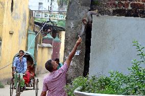 Primates That Live In Gandaria Are Attraction For Tourists - Bangladesh