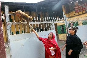 Primates That Live In Gandaria Are Attraction For Tourists - Bangladesh