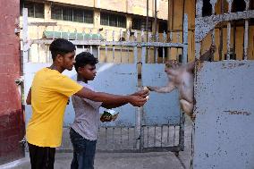 Primates That Live In Gandaria Are Attraction For Tourists - Bangladesh