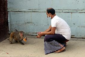 Primates That Live In Gandaria Are Attraction For Tourists - Bangladesh