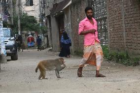Primates That Live In Gandaria Are Attraction For Tourists - Bangladesh