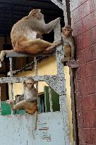 Primates That Live In Gandaria Are Attraction For Tourists - Bangladesh