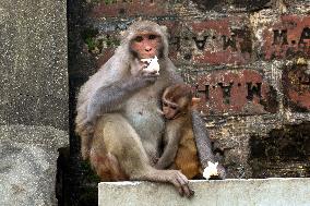 Primates That Live In Gandaria Are Attraction For Tourists - Bangladesh