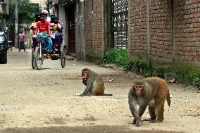 Primates That Live In Gandaria Are Attraction For Tourists - Bangladesh