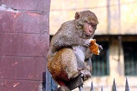 Primates That Live In Gandaria Are Attraction For Tourists - Bangladesh