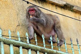 Primates That Live In Gandaria Are Attraction For Tourists - Bangladesh