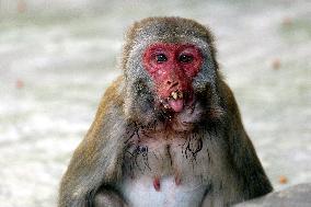 Primates That Live In Gandaria Are Attraction For Tourists - Bangladesh