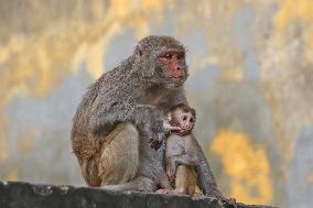 Primates That Live In Gandaria Are Attraction For Tourists - Bangladesh