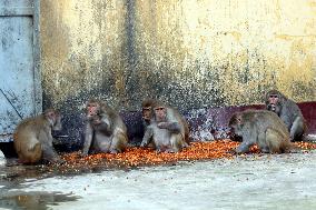 Primates That Live In Gandaria Are Attraction For Tourists - Bangladesh