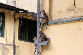 Primates That Live In Gandaria Are Attraction For Tourists - Bangladesh