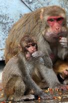 Primates That Live In Gandaria Are Attraction For Tourists - Bangladesh