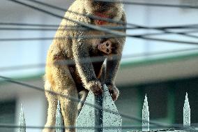 Primates That Live In Gandaria Are Attraction For Tourists - Bangladesh