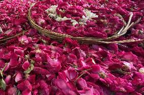 Selling Rose petals in Rajasthan