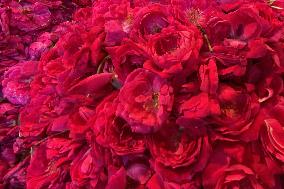 Selling Rose petals in Rajasthan