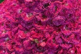 Selling Rose petals in Rajasthan