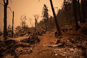 White Rock Lake Wildfire Aftermath - Canada