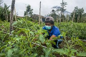 Daily Life of Sinabung Volcano Indigenous People - Indonesia