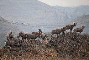 Mountain Goats - Canada