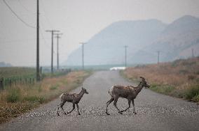 Mountain Goats - Canada