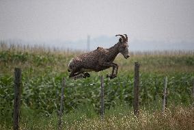 Mountain Goats - Canada