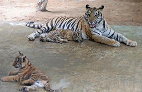 Newborn Bengal Tigers at National Zoo - Dhaka