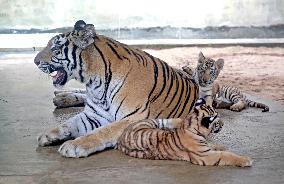 Newborn Bengal Tigers at National Zoo - Dhaka