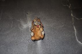 Wildfire Aftermath in Algeria