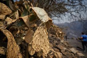 Wildfire Aftermath in Algeria