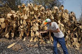 Wildfire Aftermath in Algeria