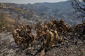 Wildfire Aftermath in Algeria
