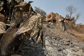 Wildfire Aftermath in Algeria