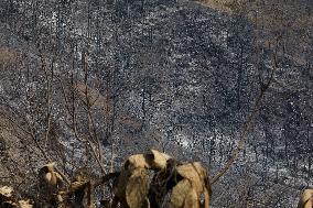 Wildfire Aftermath in Algeria