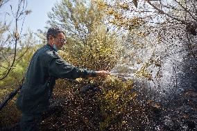 Wildfire in Algeria