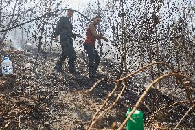 Wildfire in Algeria