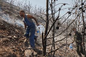 Wildfire in Algeria