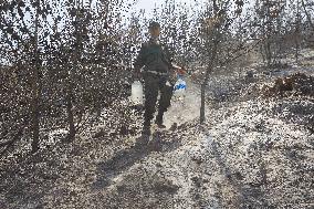 Wildfire in Algeria