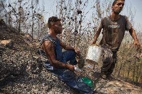 Wildfire in Algeria